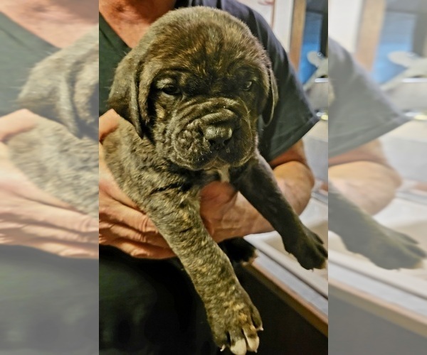 Medium Photo #3 Cane Corso Puppy For Sale in NUNICA, MI, USA