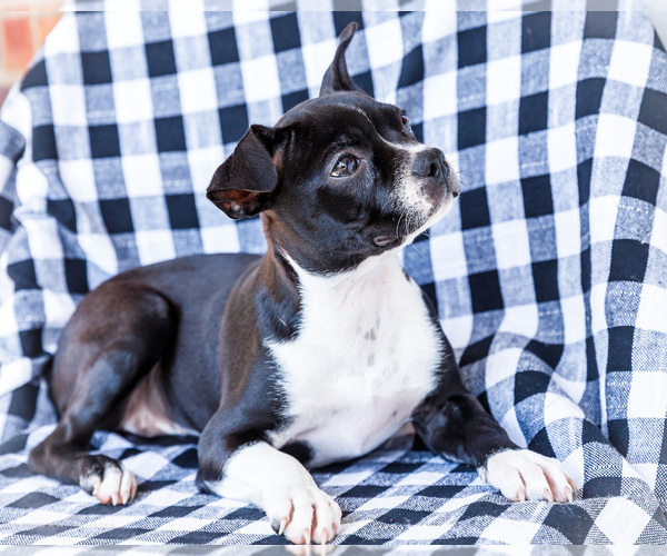 Medium Photo #6 Boston Terrier Puppy For Sale in WAKARUSA, IN, USA