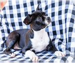 Small #5 Boston Terrier