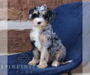 Bernedoodle (Miniature) Puppy for sale in NARVON, PA, USA