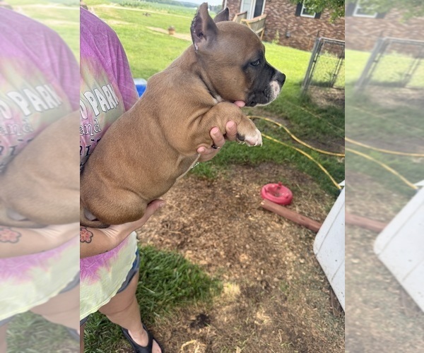 Medium Photo #6 American Bully Puppy For Sale in RUSSELLVILLE, KY, USA