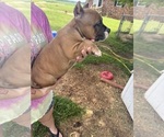 Small #5 American Bully