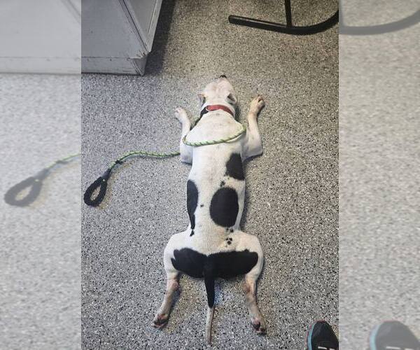 Medium Photo #4 American Pit Bull Terrier-Unknown Mix Puppy For Sale in Crete, IL, USA