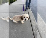 Small Photo #3 Havanese-Unknown Mix Puppy For Sale in Shermans Dale, PA, USA