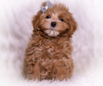 Small #5 Maltipoo (Miniature)