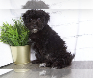 Maltipoo Puppy for sale in RED LION, PA, USA