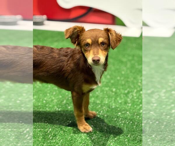 Medium Photo #2 Australian Kelpie-Unknown Mix Puppy For Sale in San Diego, CA, USA