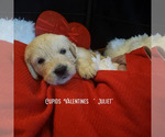 Small Photo #8 English Cream Golden Retriever Puppy For Sale in BEREA, KY, USA