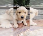 Small Photo #27 Golden Retriever Puppy For Sale in CHINO HILLS, CA, USA