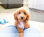 Small Photo #11 Poodle (Toy) Puppy For Sale in SYRACUSE, IN, USA