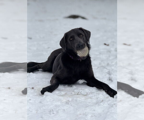Medium Photo #3 Labrador Retriever-Unknown Mix Puppy For Sale in Boston, MA, USA