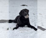 Small #2 Labrador Retriever Mix