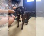 Small American Pit Bull Terrier Mix