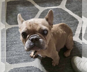 Patita - Female French Bulldog Dog for Adoption - Photo #6