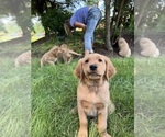 Small #5 Golden Retriever