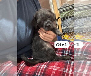 Mutt Dogs for adoption in San Diego, CA, USA
