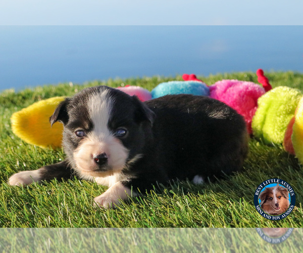 Medium Photo #11 Miniature Australian Shepherd Puppy For Sale in GRANBURY, TX, USA