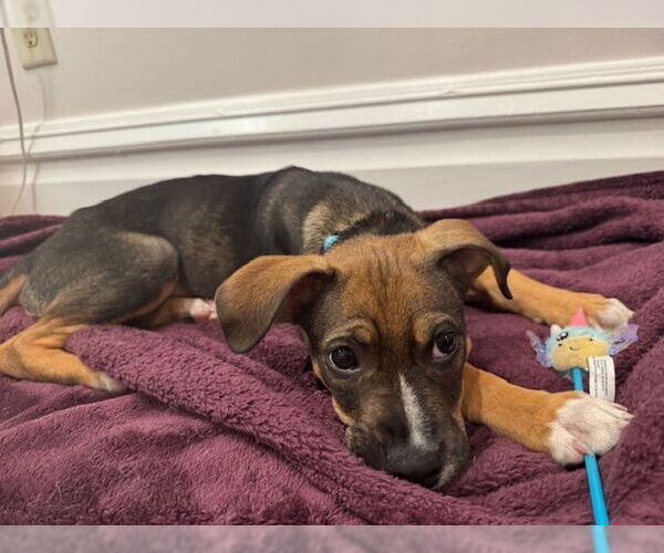 Medium Photo #2 Beagle-Unknown Mix Puppy For Sale in Springdale, PA, USA
