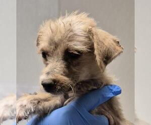 Chihuahua Dogs for adoption in Bakersfield, CA, USA