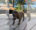 Small #2 American Pit Bull Terrier-American Staffordshire Terrier Mix