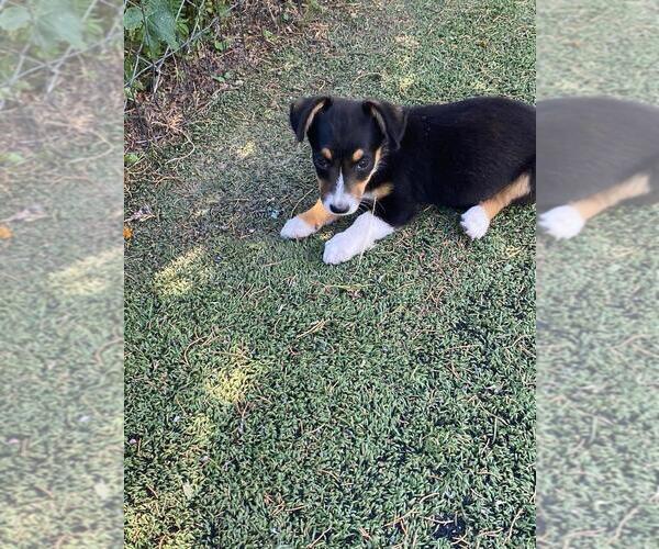Medium Photo #5 Aussie-Corgi Puppy For Sale in BRIGGSDALE, CO, USA