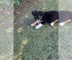 Small #4 Aussie-Corgi