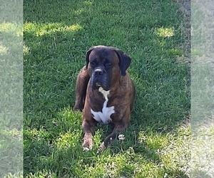 Father of the Boxer puppies born on 09/09/2023