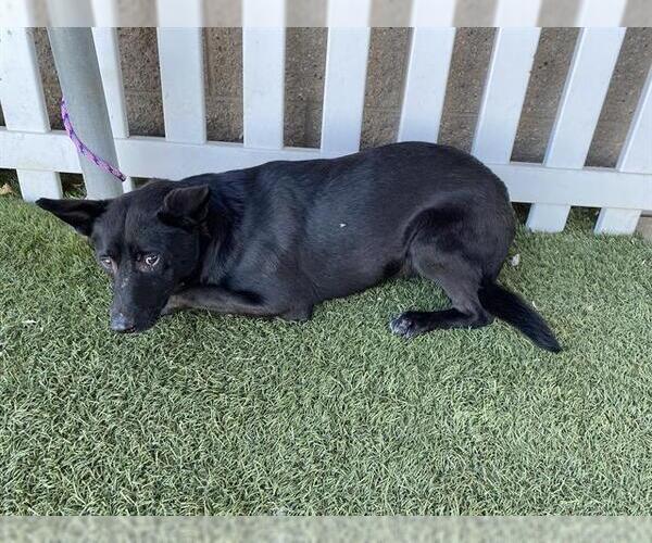 Medium Photo #1 Border Collie-Unknown Mix Puppy For Sale in Modesto, CA, USA