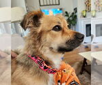 Small #1 Chihuahua Mix