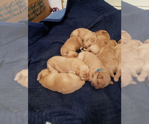 Medium Photo #79 Labradoodle Puppy For Sale in WASHOUGAL, WA, USA