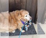 Small #2 Golden Retriever