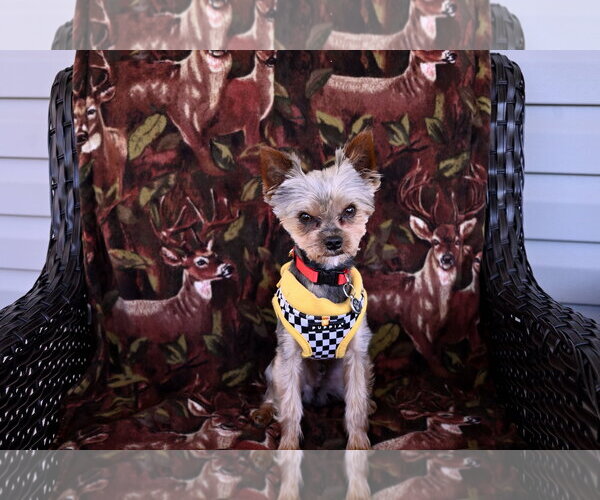 Medium Photo #3 Mutt Puppy For Sale in Allentown,, PA, USA