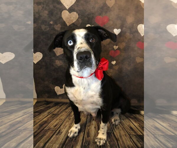 Medium Photo #4 Catahoula Leopard Dog-Unknown Mix Puppy For Sale in Hillsboro, MO, USA