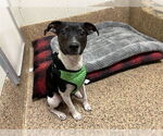 Small Rat Terrier Mix