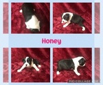 Puppy Puppy 4 Honey Boston Terrier