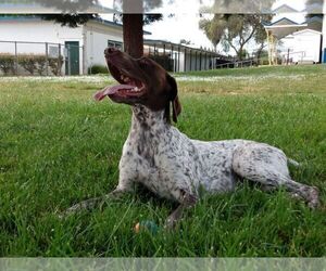 Father of the Belgian Malinois-German Shorthaired Pointer Mix puppies born on 12/03/2021
