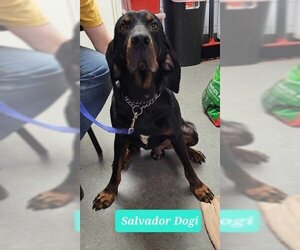 Black and Tan Coonhound-Unknown Mix Dogs for adoption in Richmond, IN, USA