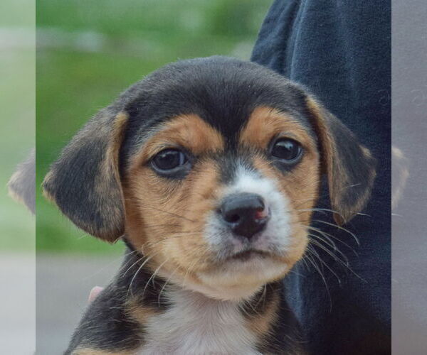 Medium Photo #5 Beagle-Chihuahua Mix Puppy For Sale in Huntley, IL, USA