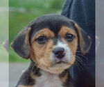 Small #4 Beagle-Chihuahua Mix
