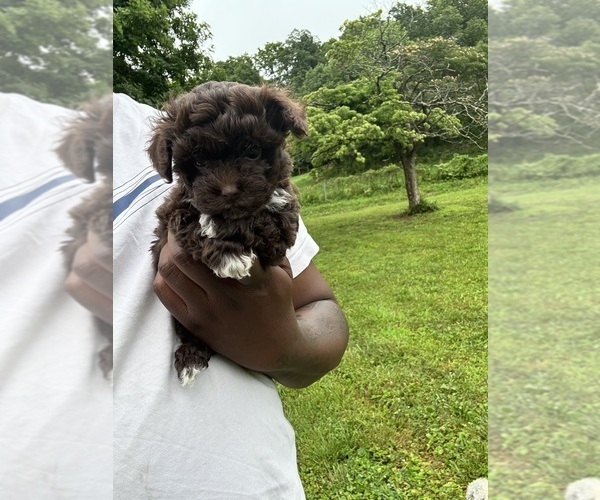 Medium Photo #21 YorkiePoo Puppy For Sale in VANCEBURG, KY, USA