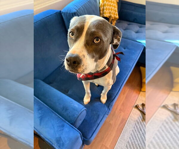 Medium Photo #25 Mutt Puppy For Sale in Candler, NC, USA