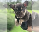 Small #4 French Bulldog