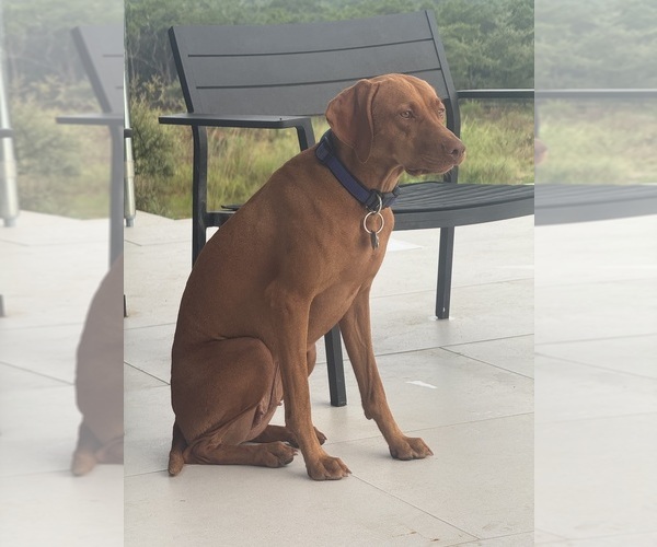 Medium Photo #1 Vizsla Puppy For Sale in FISCHER, TX, USA