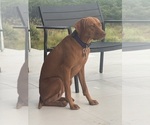 Small Photo #1 Vizsla Puppy For Sale in FISCHER, TX, USA