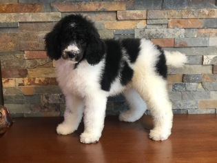 Poodle (Standard) Puppy for sale in WILLIAMSTOWN, KY, USA