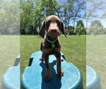 Small Doberman Pinscher