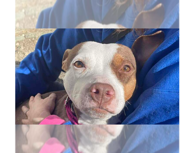 Medium Photo #9 American Pit Bull Terrier-Unknown Mix Puppy For Sale in Brewster, NY, USA