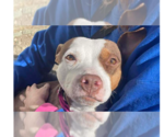 Small #8 American Pit Bull Terrier Mix