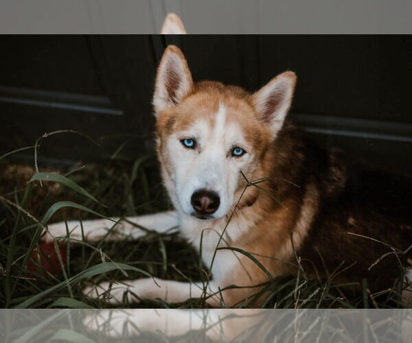 Medium Photo #10 German Shepherd Dog-Siberian Husky Mix Puppy For Sale in Evansville, IN, USA