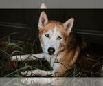 Small #9 German Shepherd Dog-Siberian Husky Mix